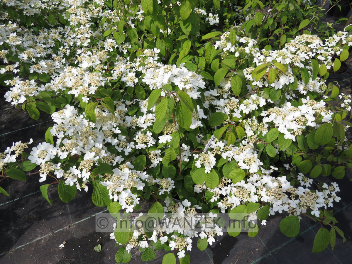 Viburnum plicatum Cascade 02.JPG